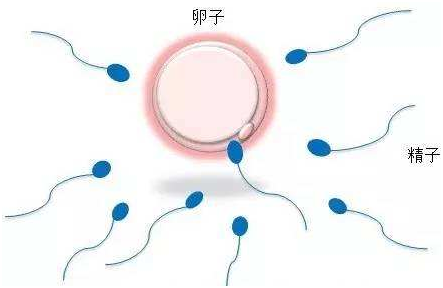云南三代试管选性别