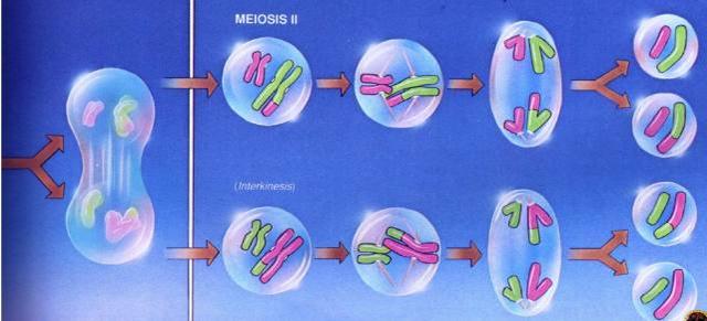 云南三代试管选性别